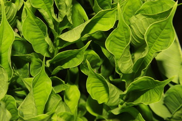 green leaves background