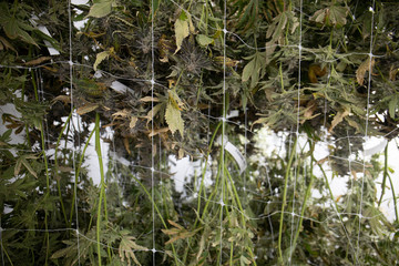 Recreational Cannabis Plants Labeled Legally For Washington State Regulations