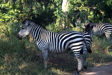 Zebra, waiting to cross.Early evening, with the sun just setting.