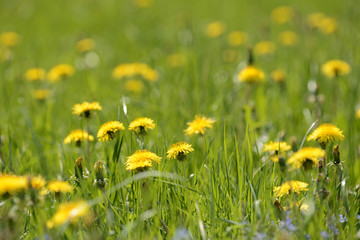 Obraz premium Wild flowers in a meadow on a bright sunny day. Natural background