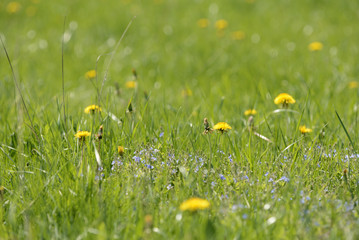Wild flowers in a meadow on a bright sunny day. Natural background