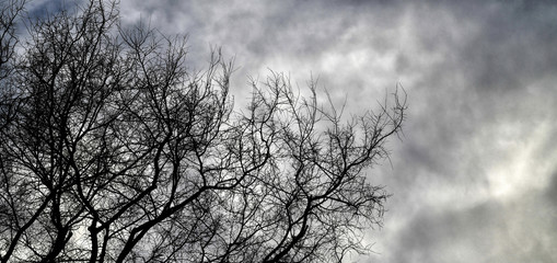 A beautiful Tree In Winter