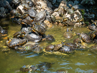 A huge number of turtles in the pond and on the rocks in Athens, Greece