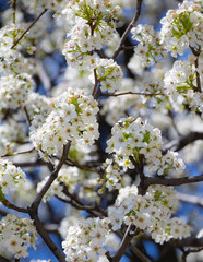 Spring Cherry Blossoms