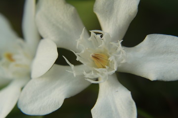 Close up of Small and fragile White Wrightia antidysenterica flower.Common name: coral swirl, milky way,tellicherry bark, Sweet Indrajao, Pala indigo plant, Dyers’s oleander ,Kapar(Hindi).