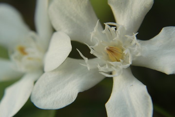 Macro closeup of vibrant beautiful white wrightia antidysenterica, milky way or wrightia religiosa