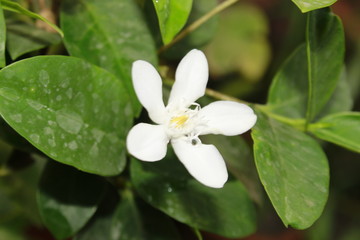 Close up of Small and fragile White Wrightia antidysenterica flower.Common name: coral swirl, milky...