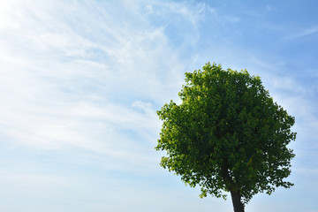 Obraz premium Tree and blue sky