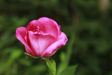 pink rose in the garden