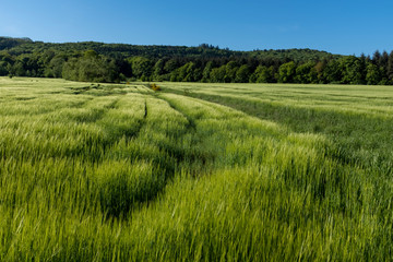Grünes Getreidefeld in der Morgensonne