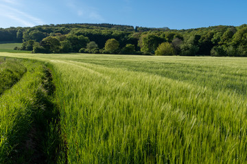 Obraz premium Grünes Getreidefeld in der Morgensonne