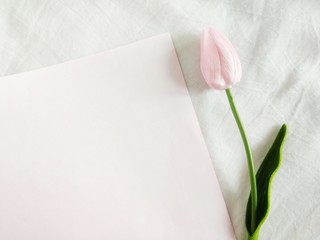 Fototapeta premium Topview of pink tulip are placed on blue and pink background, look like a simple and minimal style.