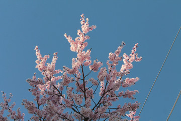 branch of cherry tree