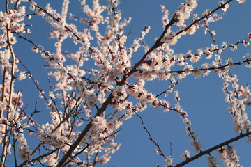 apricot tree blooming