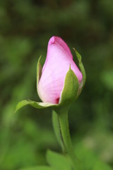 Beautiful fresh pink rose close up.