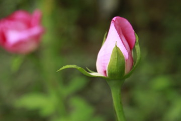 Beautiful fresh pink rose close up.