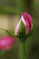 Beautiful fresh pink rose close up.