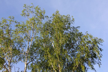 Birch tree with green leaves on blue sky background in summer day