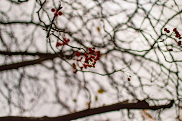 Red leaves of trees in london with branches