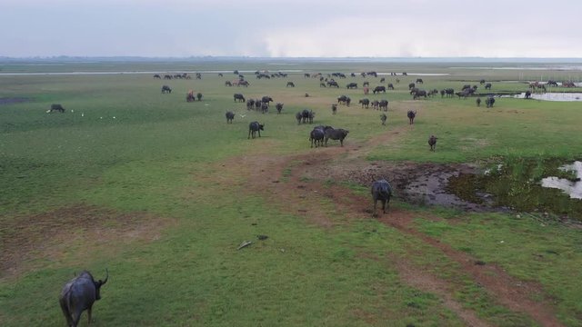 Aerial view buffalo herd at riverside, Thailand