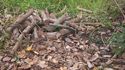 log in the forest