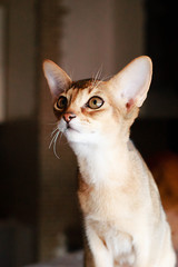The Abyssinian red cat , portrait