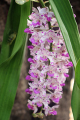 ochid flower in garden beautiful