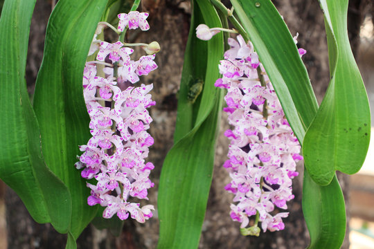 ochid in the garden 