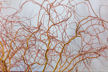 Tree branches in the fog in spring © schankz