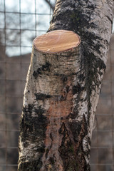 Sap on birch bark in spring