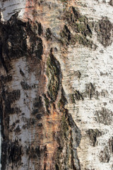 Sap on birch bark in spring