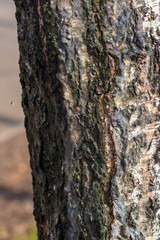 Sap on birch bark in spring