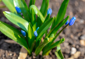 Blue flowers grow in the soil in nature
