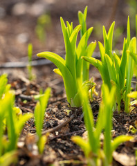Fototapeta premium Grassy plant wakes up in spring from the ground