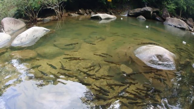 Mahseer barb fish in Namtok Phlio National Park at Thailand.