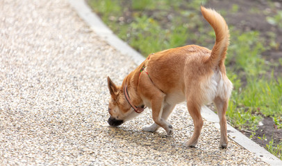 The dog walks on the sidewalk in the park