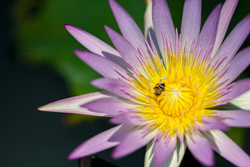 Beautiful  Thai Lotus that have been appreciated with dark blue water surface