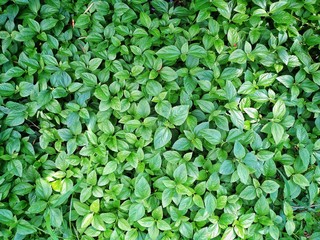 Background of some beautiful plants