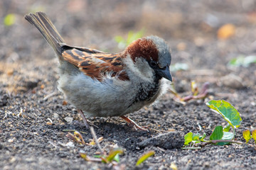 Sparrow playing in the ground in nature