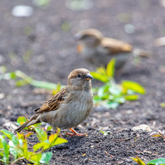 Sparrow playing in the ground in nature