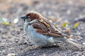 Sparrow playing in the ground in nature