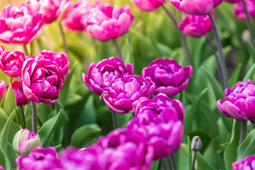 Decorative roses grow in the soil in nature