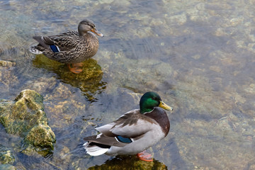 Ducks Swimming on Lake