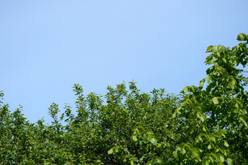 Crowns of trees against a blue sky on a clear day