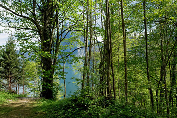Fototapeta na wymiar View through trees to Lake and Mountain