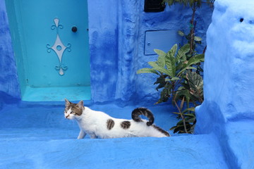 Cat on the blue street of Chefchaouen. Morocco.