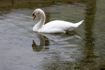 Swan on the Water