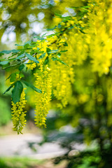 Close up of flowering yellow Acacia
