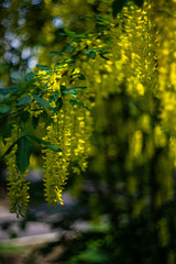 Close up of flowering yellow Acacia