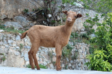 Kid of goat in the city of Chefchaouen, Morocco.